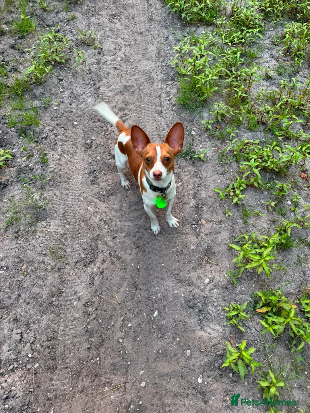 Mixed Breed dogs for stud: Jackuaua x chiweenie Stud - Advert 2