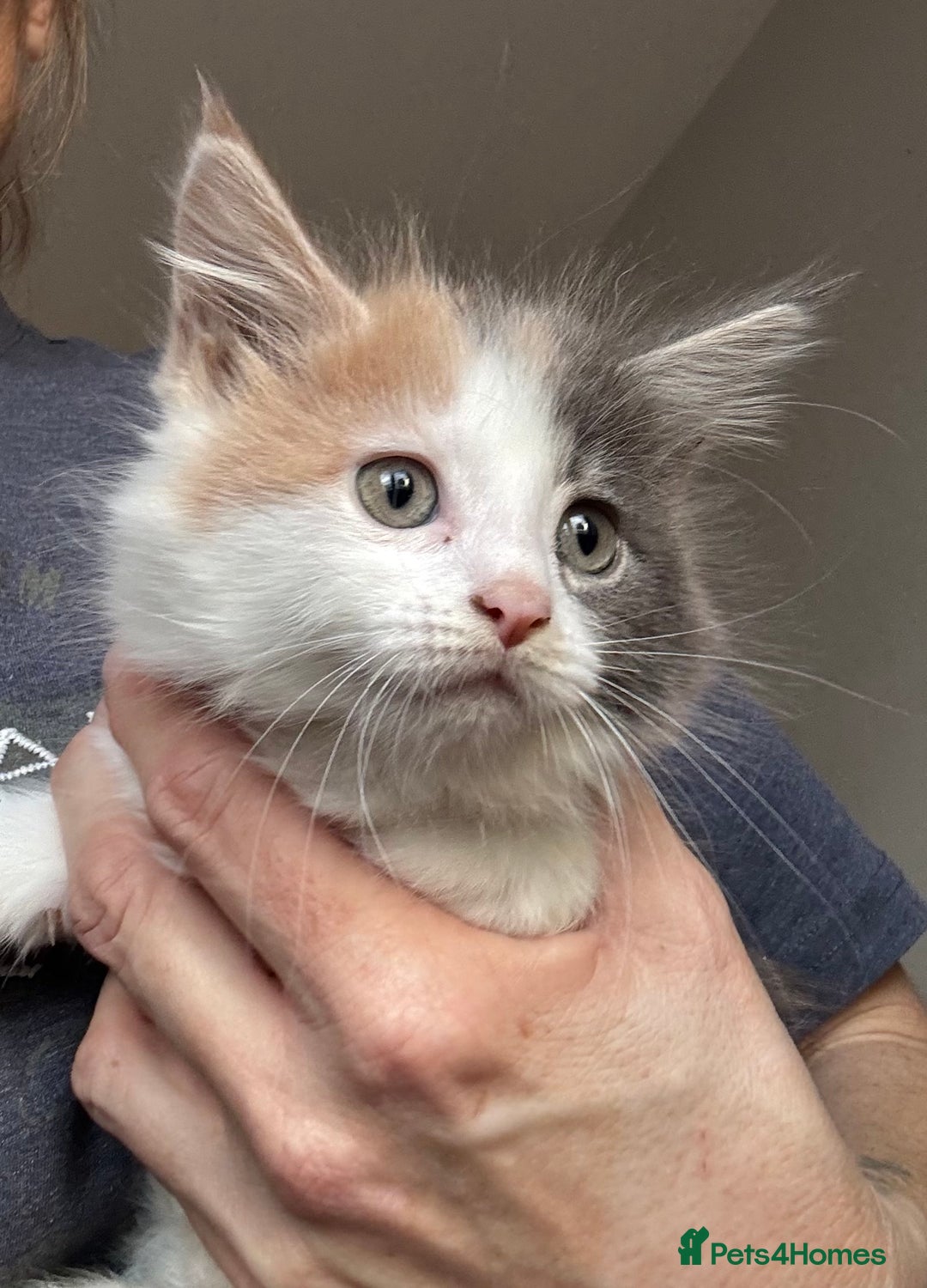 Mixed Breed cats for sale: 3/4 Maine Coon 1/4 ragdoll kittens ready - Advert 5