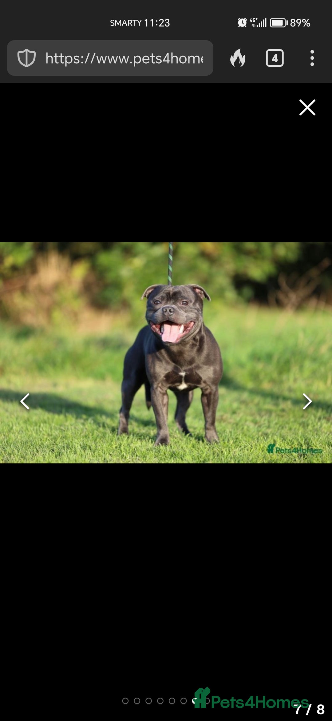 Staffordshire Bull Terrier dogs for sale: Blue chunky Staffordshire pups - Advert 9