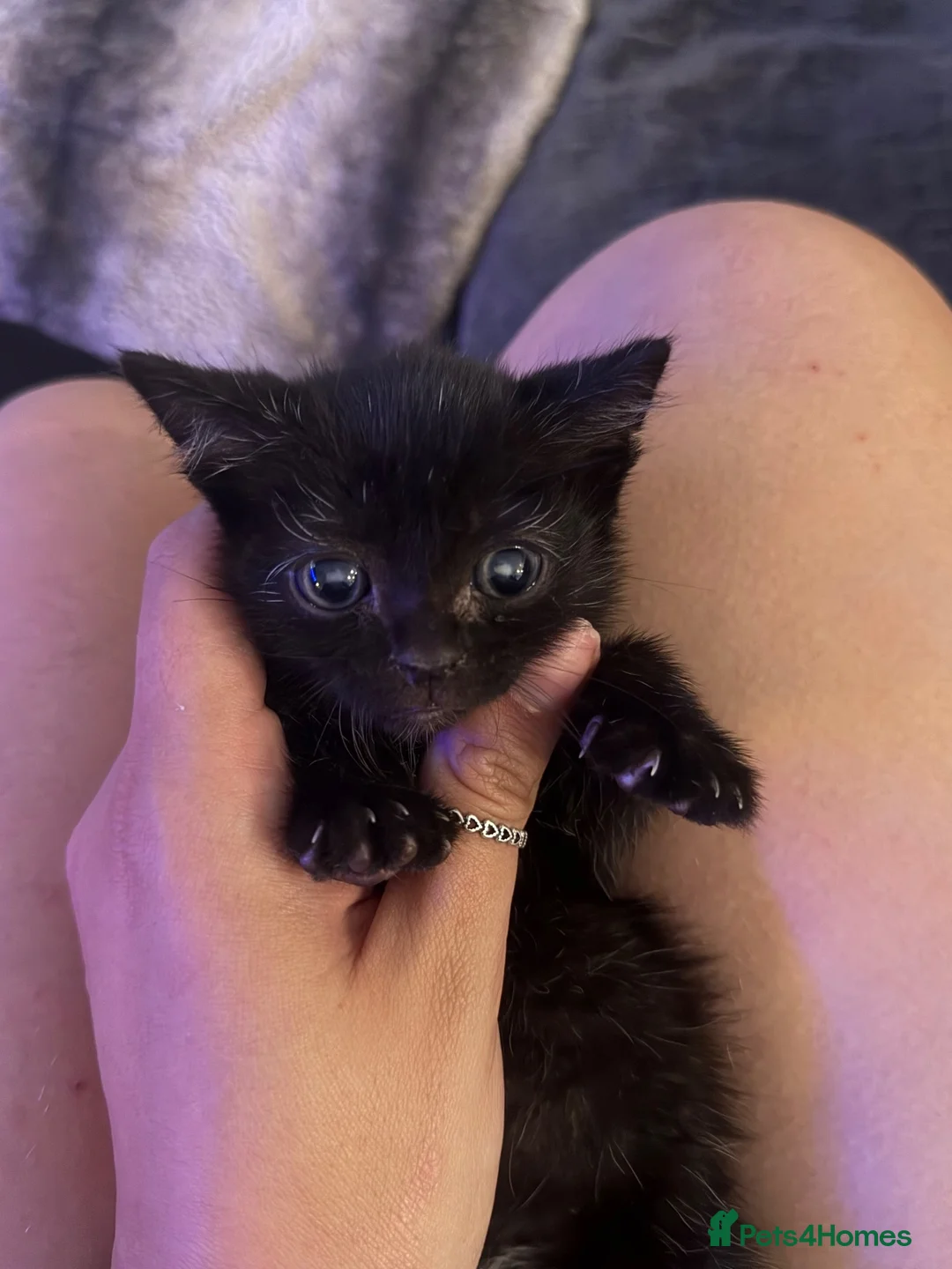 Mixed Breed cats for sale: Male kitten  in Camborne - Advert 2