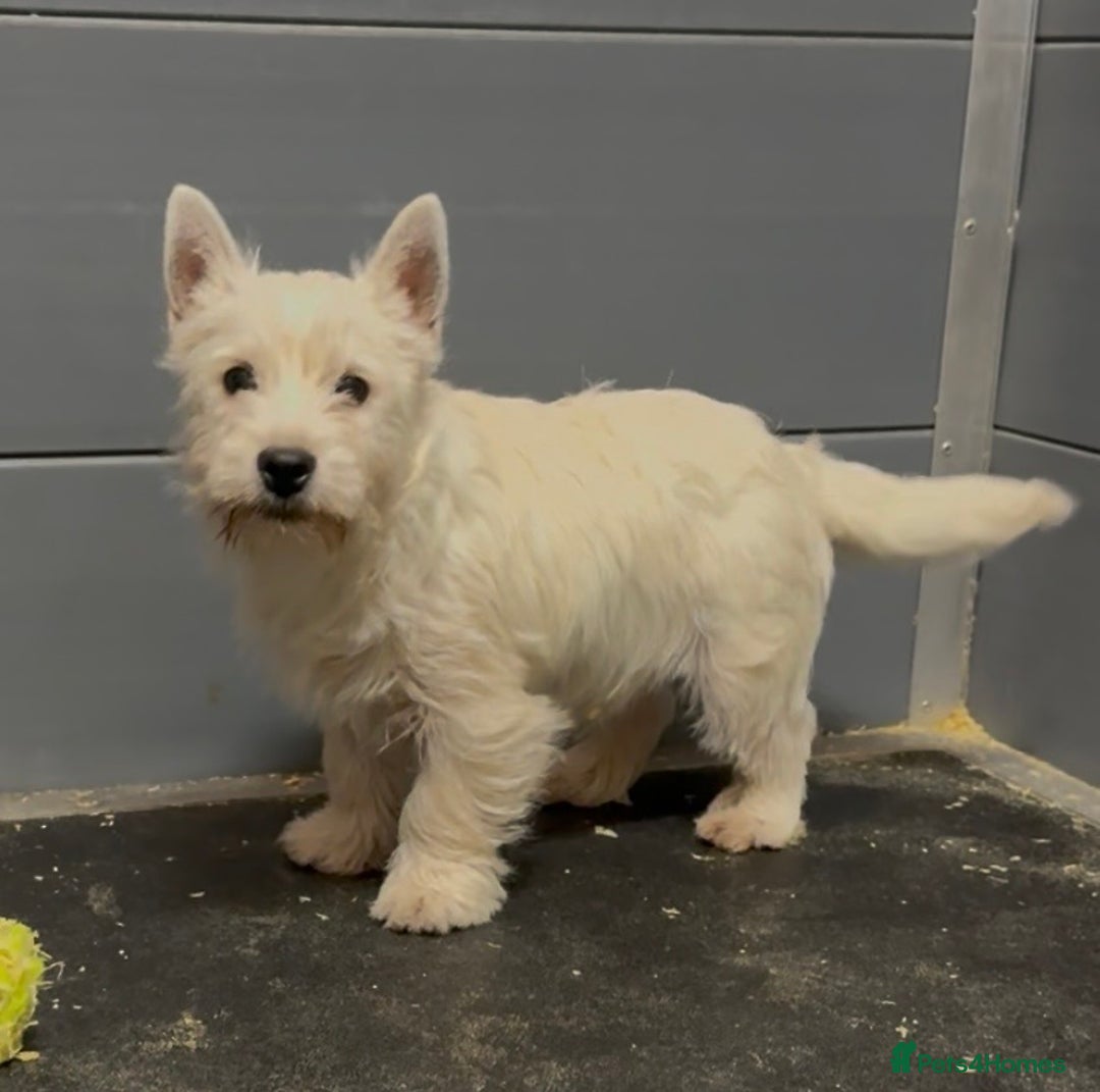 West Highland Terrier dogs for sale: West Highland Terrier pups Dad show bloodlines - Advert 7