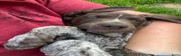 German Shorthaired Pointer dogs for sale: Stunning KC GSP puppies  - Advert 10