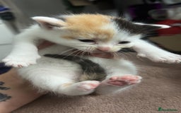 Mixed Breed cats for sale: Stunning mixed litter of kittens - Image 5