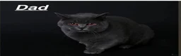 British Shorthair cats for sale: British shorthair kittens x5 Blue & silver tabby  - Advert 8