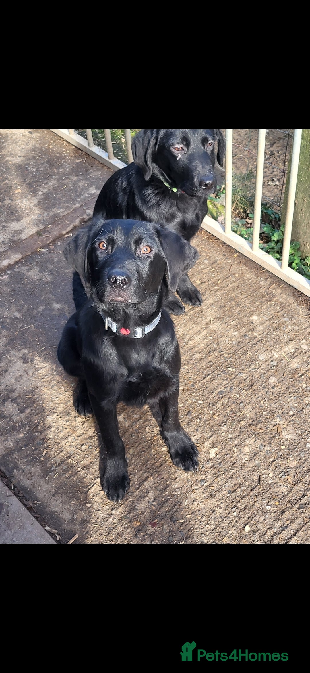 Labrador Retriever dogs for sale: Black labrador male part trained  - Advert 5