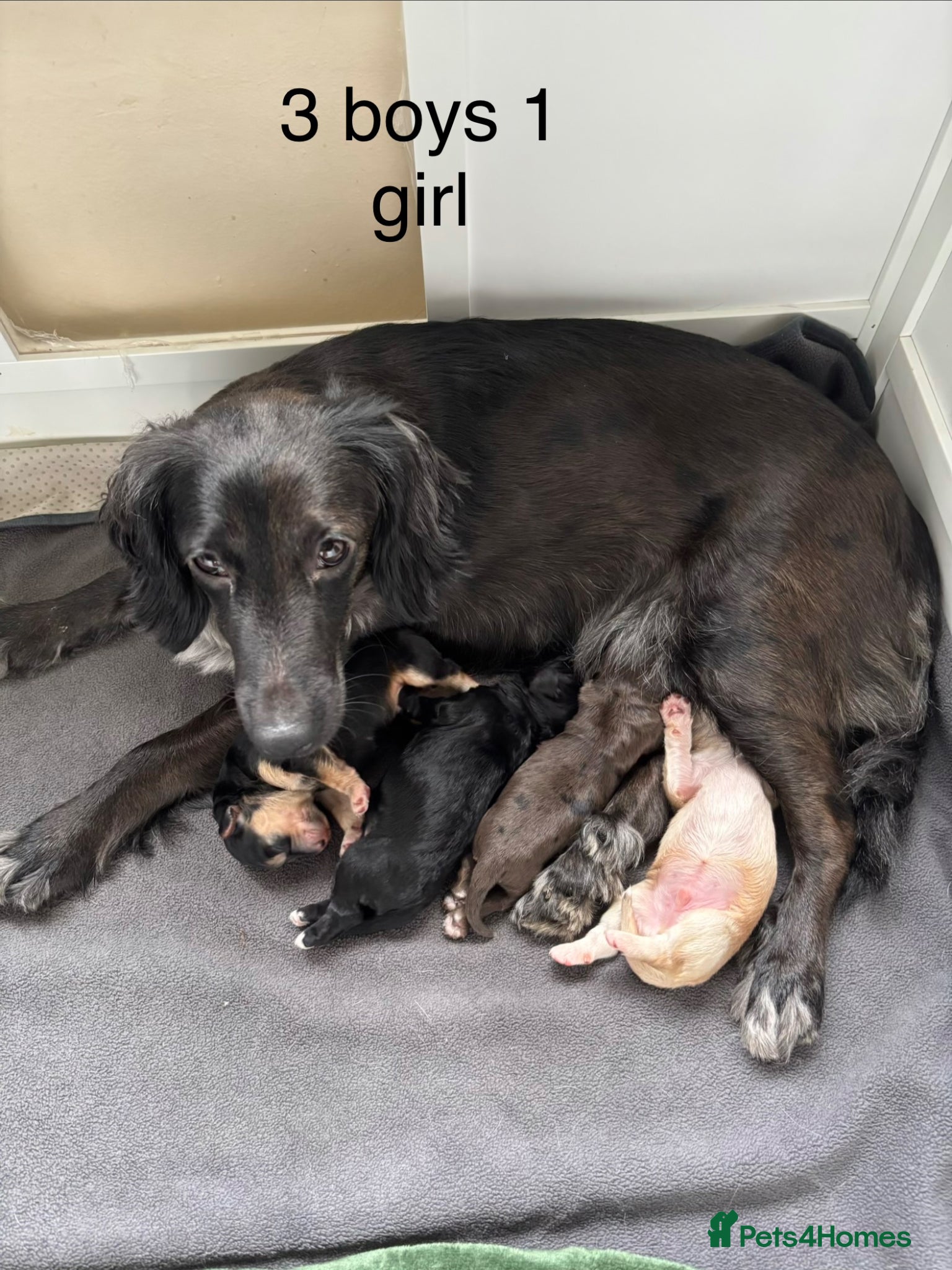 Mixed Breed dogs Cockapoo Dutchhound  - Advert 9