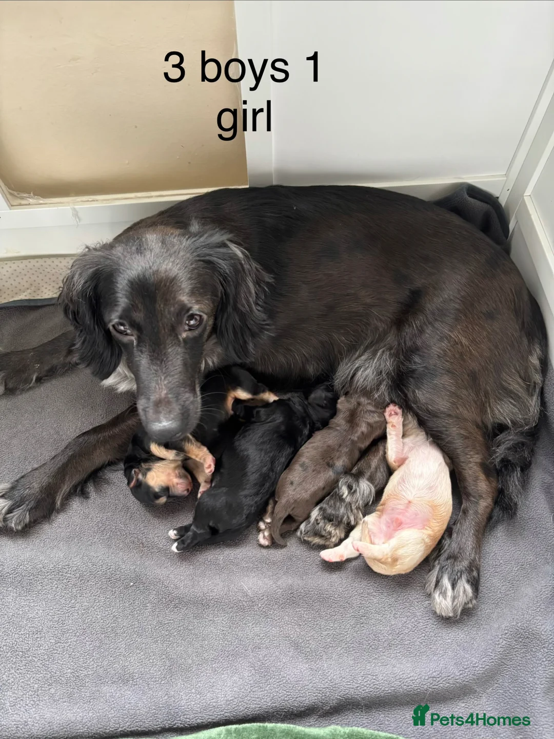 Mixed Breed dogs for sale: Cockapoo Dutchhound  in Ware - Advert 1