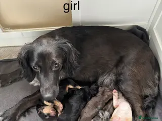 Mixed Breed dogs Cockapoo Dutchhound - Advert 10