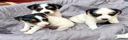 Jack Russell dogs for sale: Jack Russell  - Advert 7