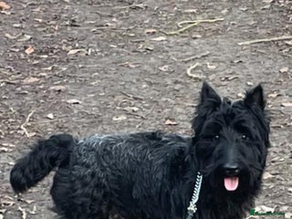 Scottish Terrier dogs in Doncaster - Advert 2