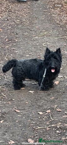 Scottish Terrier dogs Scottish terrier for STUD in Doncaster - Advert 3
