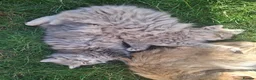 British Longhair cats for sale: Pure bred british long haired grey girl - Advert 2