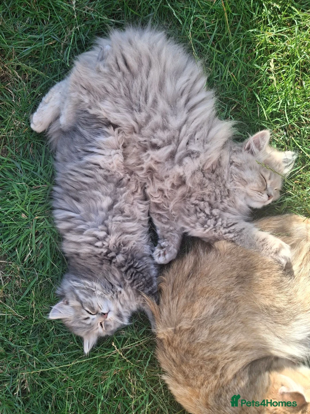 British Longhair cats for sale: Pure bred british long haired grey girl - Advert 2