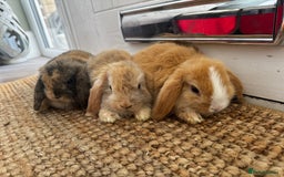 Mini Lop rabbits for sale: Mini Lop Bunnies (3 Girls Ready now) More 15th Aug - Image 1