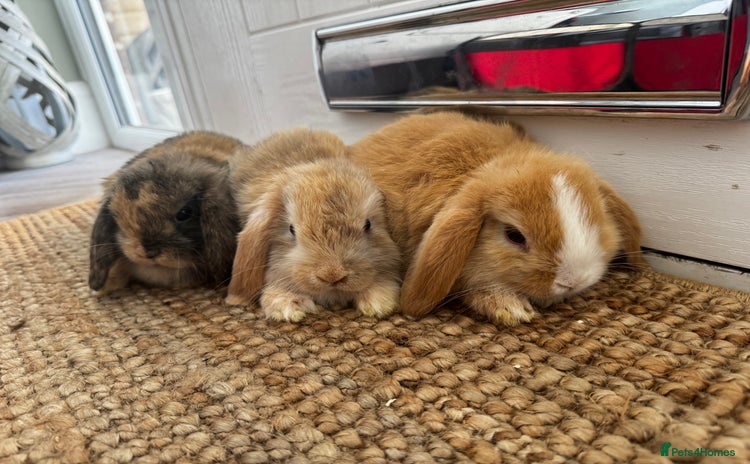 Mini Lop rabbits - Advert 2