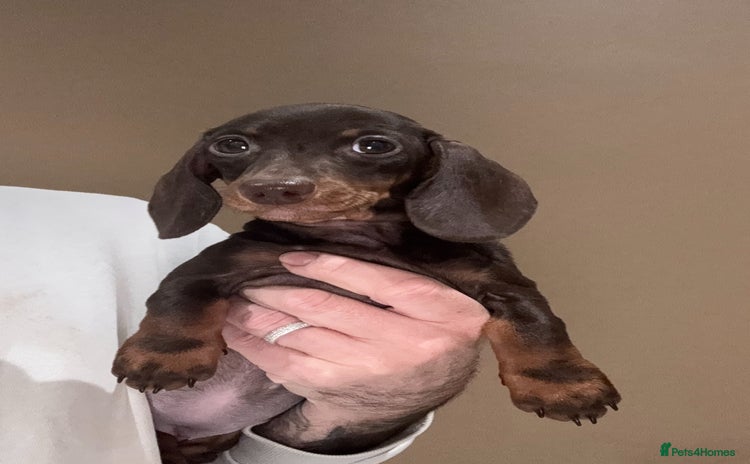 Miniature Dachshund dogs - Advert 5