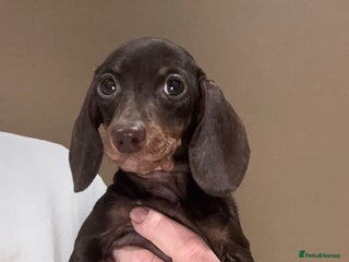 Miniature Dachshund dogs - Advert 1