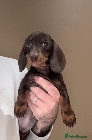 Miniature Dachshund dogs - Advert 2
