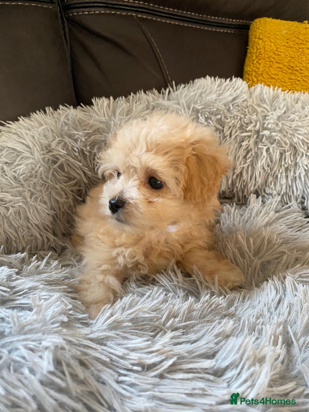 Maltipoo dogs for sale: Tiny Maltipoo Puppies - Image 14