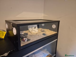 Corn Snake reptiles - Advert 2