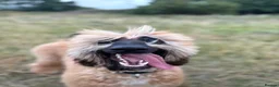 Afghan Hound dogs for sale: Female Afghan Hound in Keighley - Advert 2