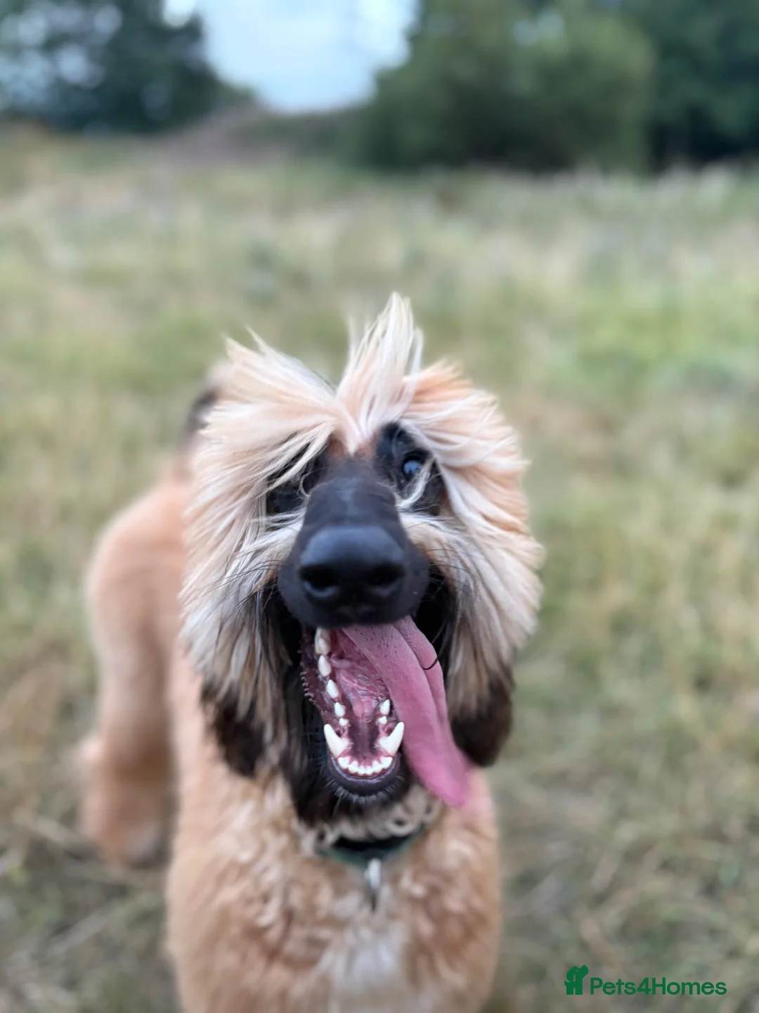 Afghan Hound dogs for sale: Female Afghan Hound in Keighley - Advert 2