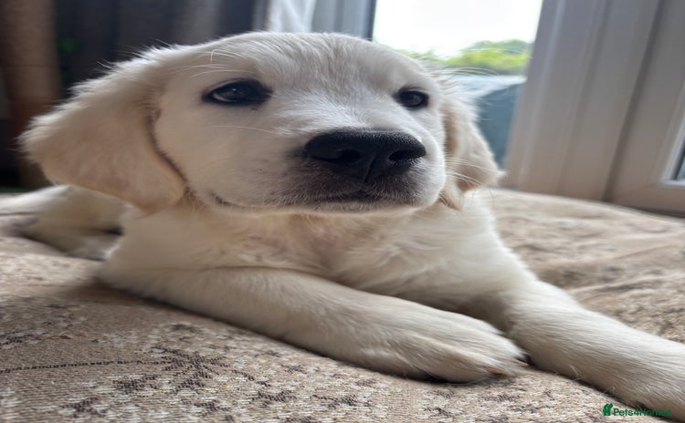 Golden Retriever dogs - Advert 6
