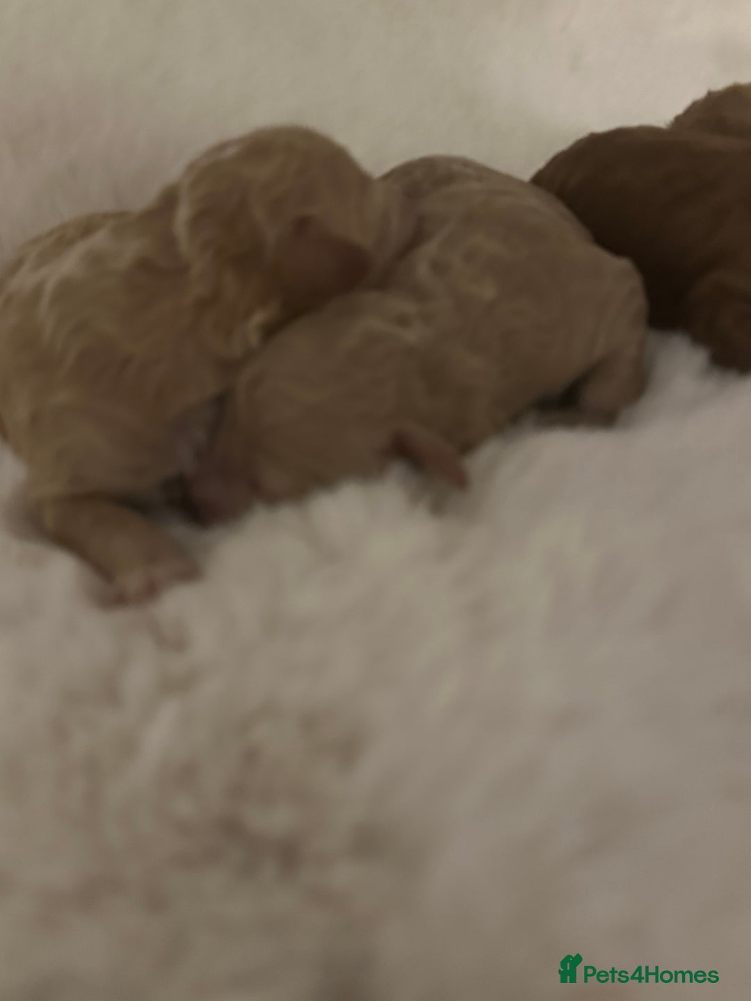 Cockapoo dogs for sale: Stunning litter of true miniature cockapoos ⭐️🐾🐾 - Advert 7