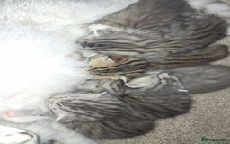 British Shorthair cats for sale: 2 female 4 male kittens  - Image 2