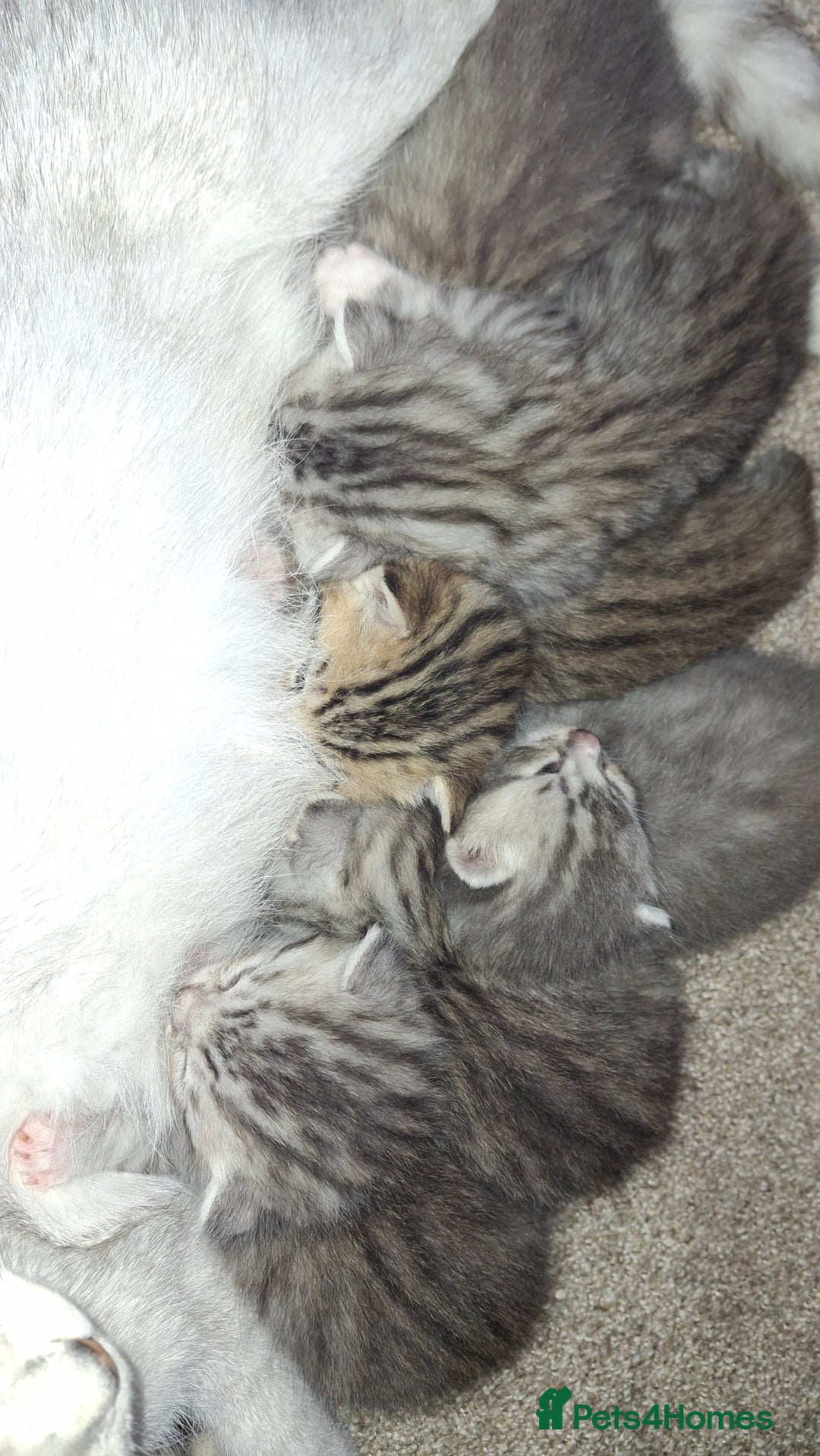 British Shorthair cats for sale: 2 female 4 male kittens  - Image 2