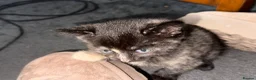 Mixed Breed cats for sale: Female kitten  - Advert 9