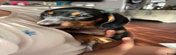 Miniature Dachshund dogs for sale: Male Dachund Puppies  - Advert 9