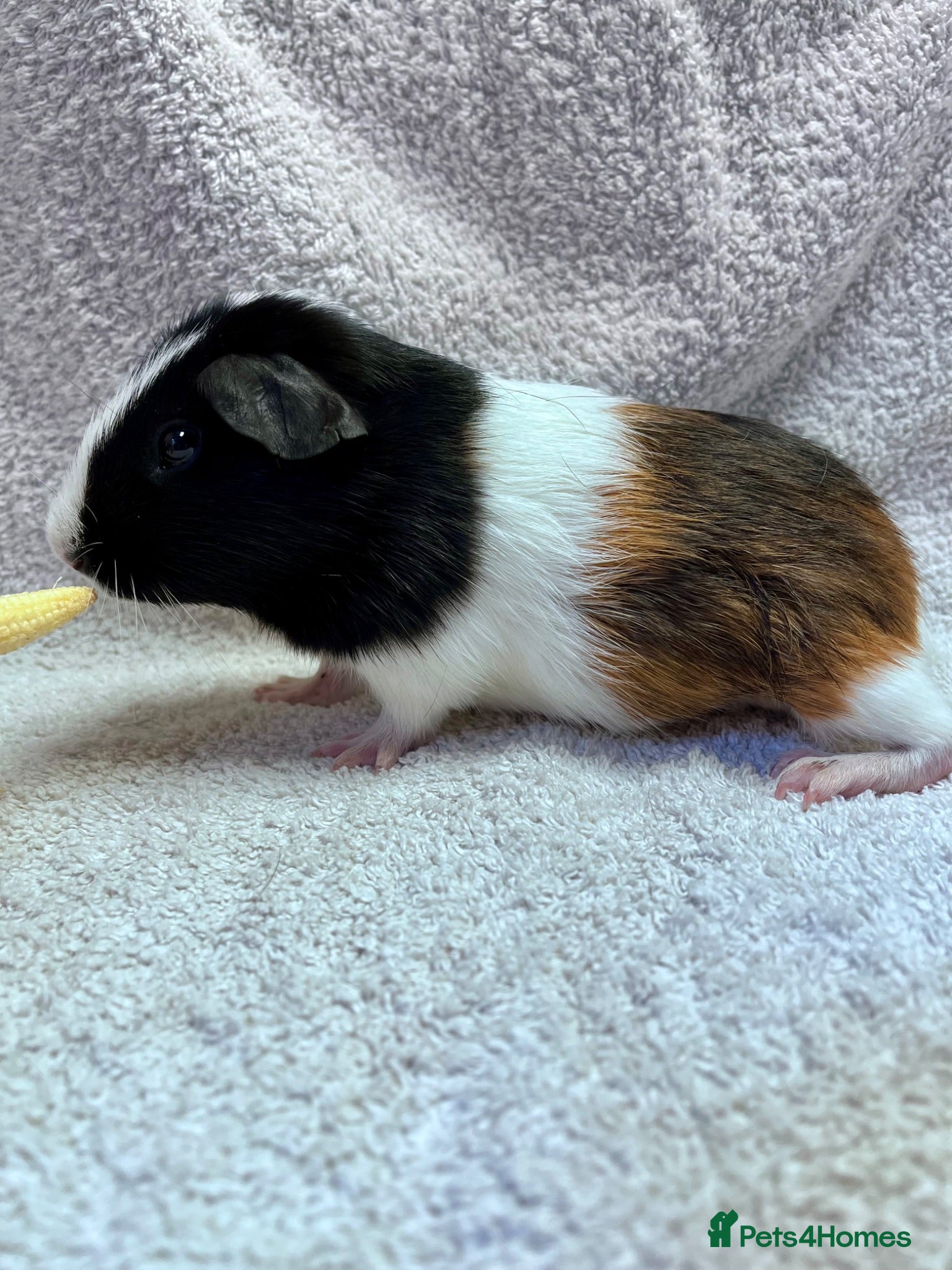 Guinea Pig rodents Young Boar guinea pigs  - Advert 18