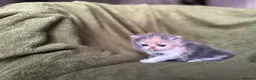 Persian cats for sale: Beautiful GCCF Registered Persian Kittens  - Advert 12