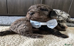 Cavapoo dogs for sale: 💕🐾 Tiny Paws, Big Heart 🐾💕Toy Cavapoo  - Image 6