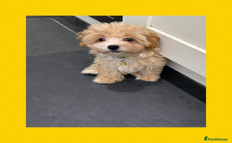 Maltipoo dogs - Advert 2