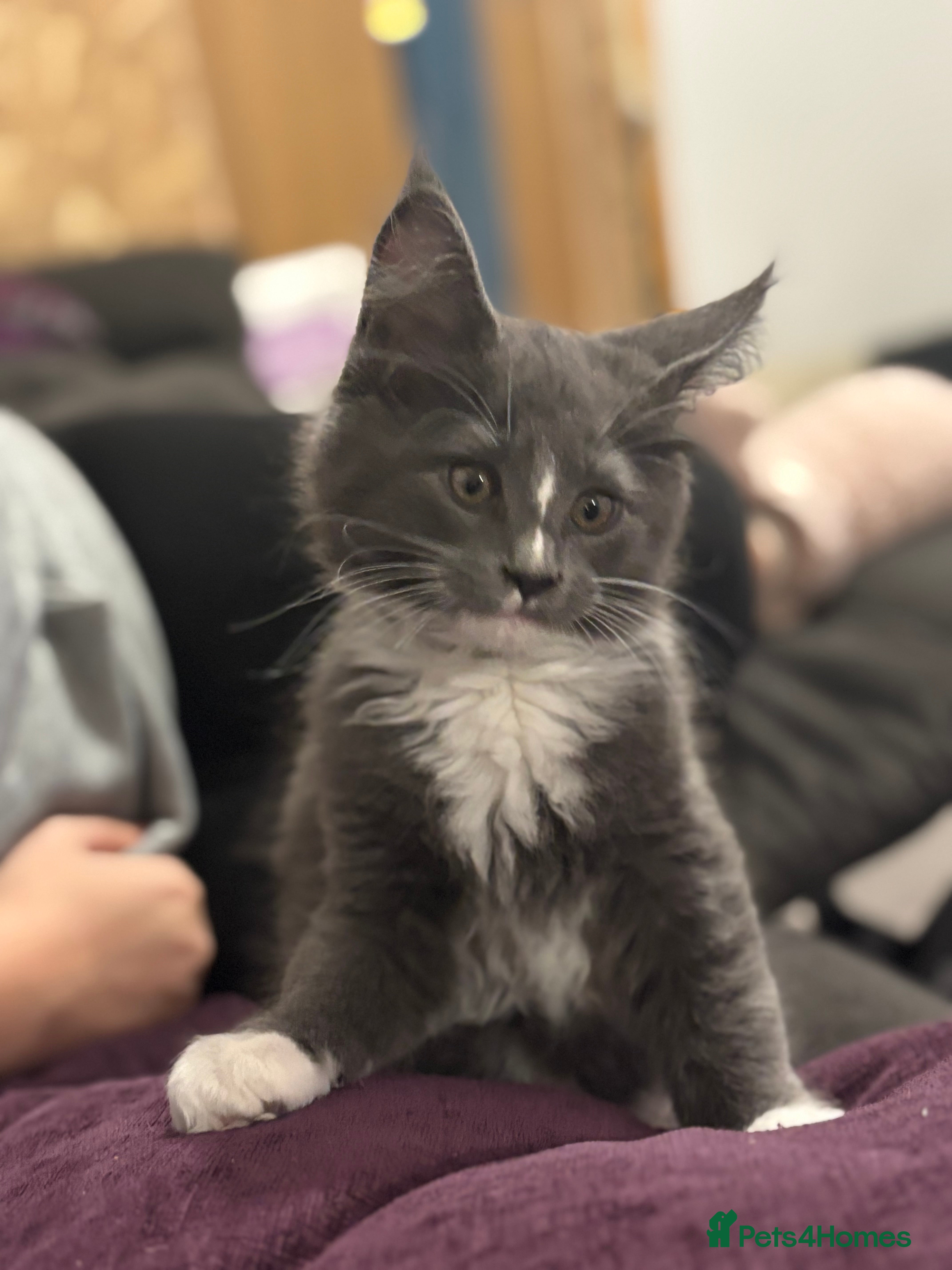 Maine Coon cats Last litter registered Maine coon kittens  - Advert 14