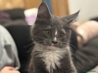 Maine Coon cats Last litter registered Maine coon kittens - Advert 14