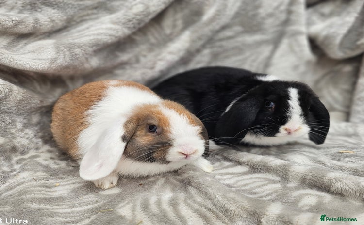 Mini Lop rabbits - Advert 4