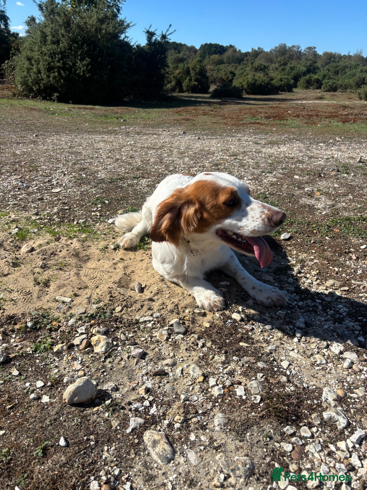 Cocker Spaniel dogs Rehome max - Advert 3