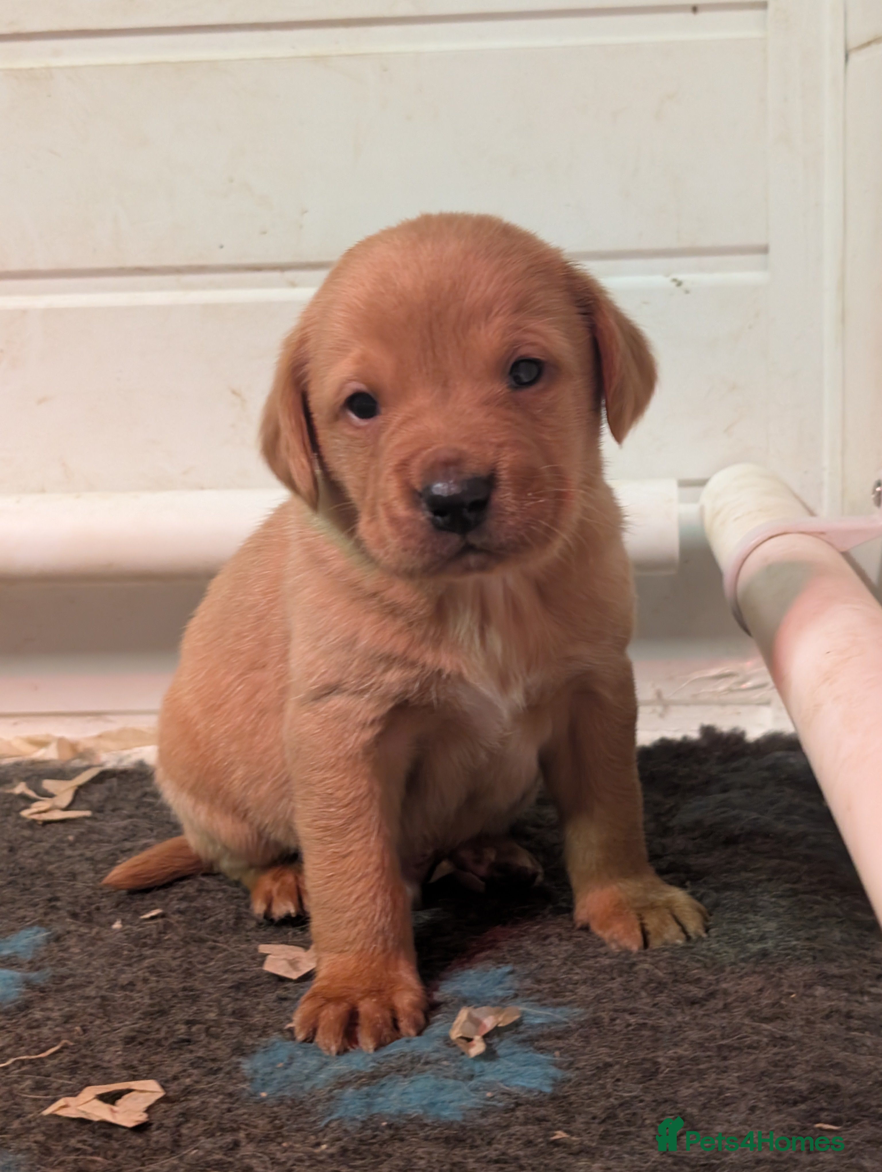 Labrador Retriever dogs Fab KC Fox Red Pups - 4* Higher Standard Breeder - Advert 2