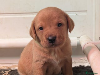 Labrador Retriever dogs Fab KC Fox Red Pups - 4* Higher Standard Breeder - Advert 2