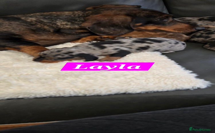 Dachshund dogs Beautiful Dapple Dachunds - Advert 6