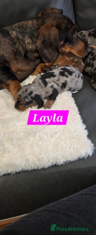 Dachshund dogs Beautiful Dapple Dachunds - Advert 6