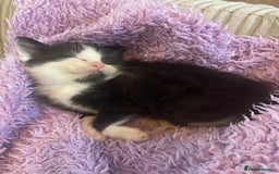 British Shorthair cats for sale: Cross half BRITISH shorthair kittens  - Advert 15