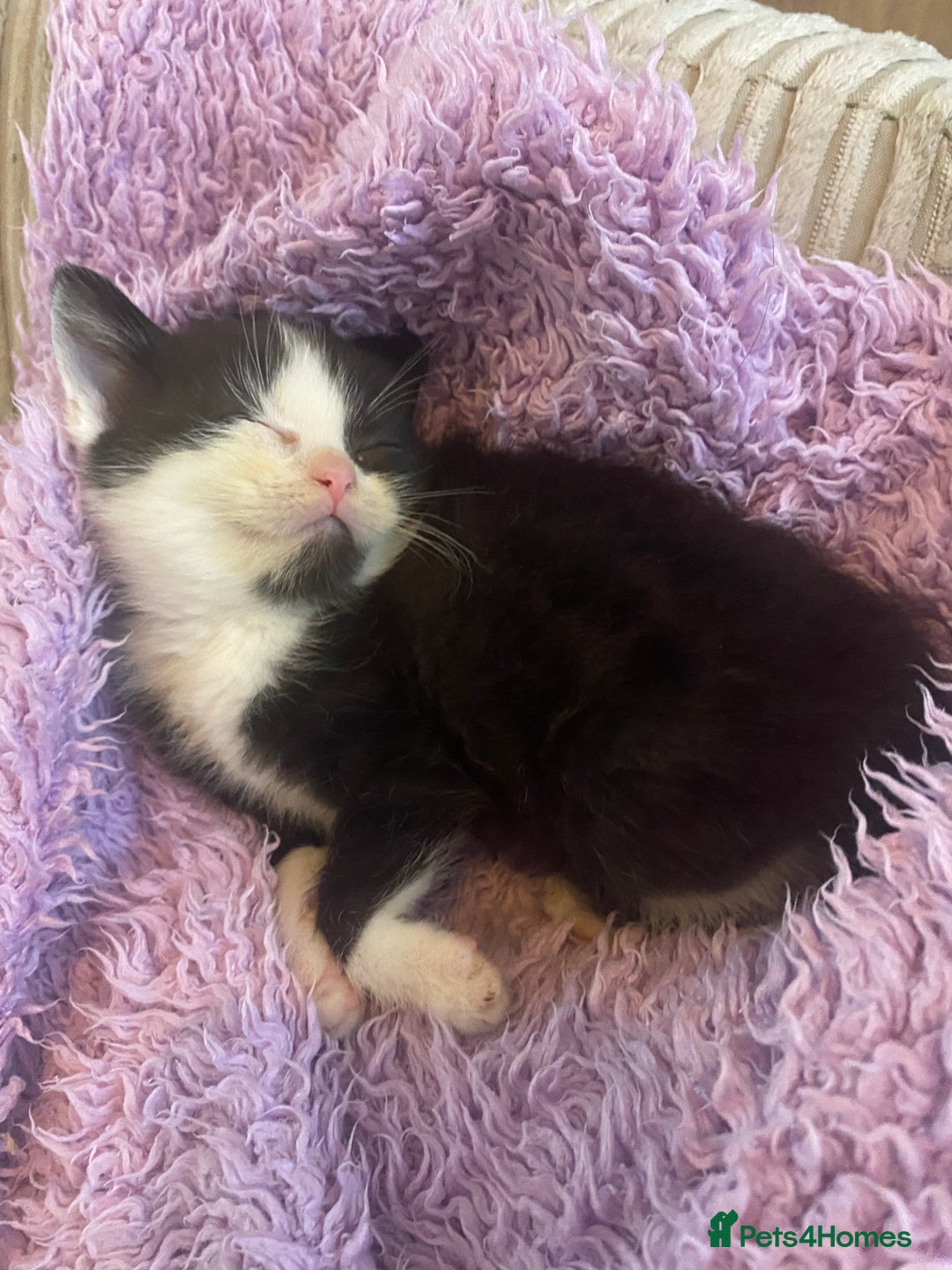 British Shorthair cats for sale: Cross half BRITISH shorthair kittens  - Advert 15