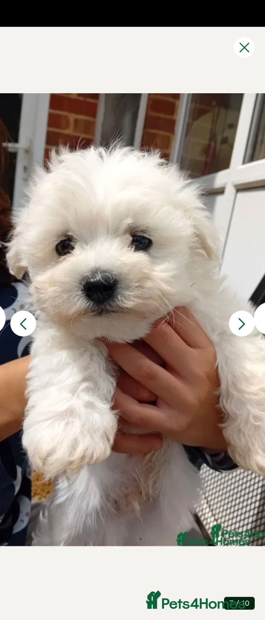 Bichon Frise dogs Bishon pedigree puppies  - Advert 11