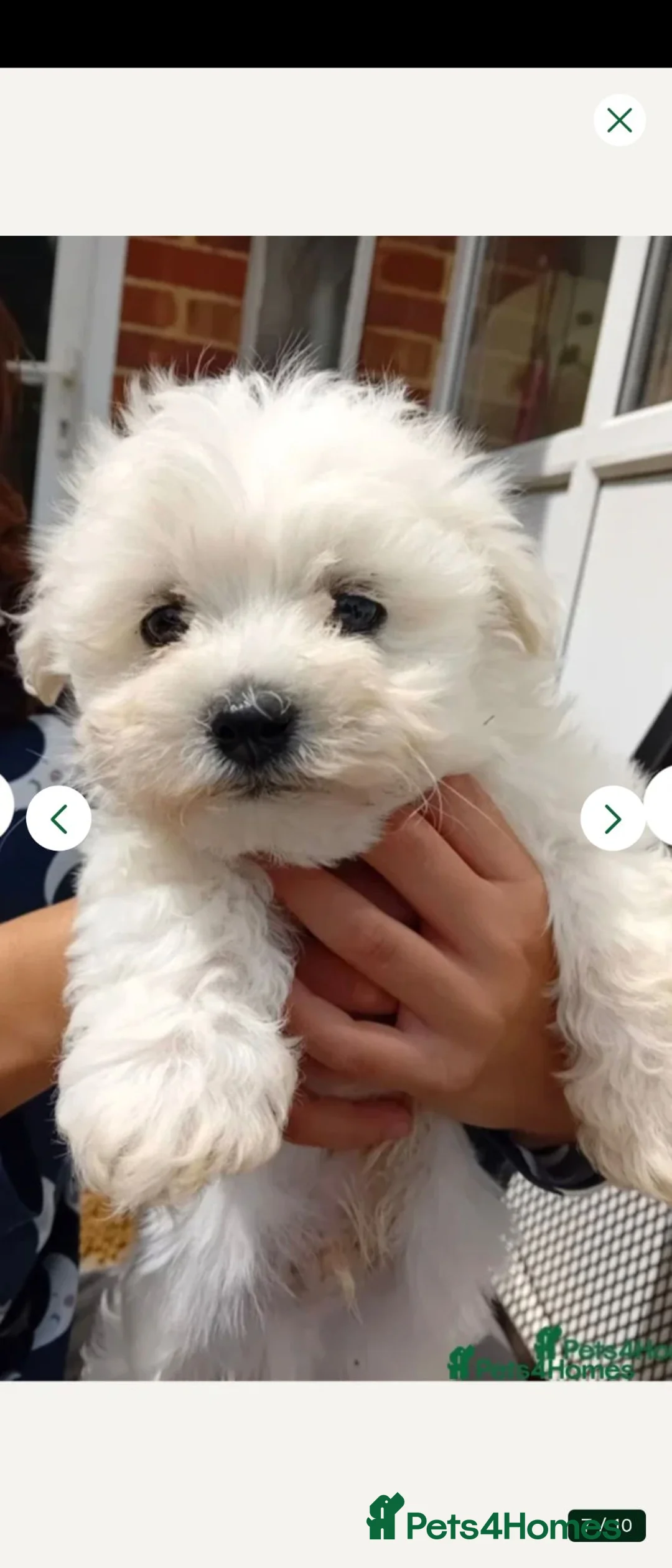 Bichon Frise dogs for sale: Bishon pedigree puppies  - Advert 1