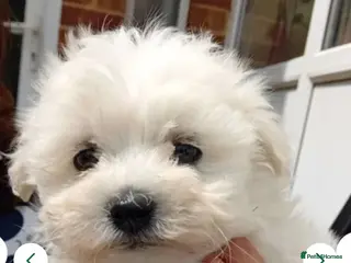 Bichon Frise dogs Bishon pedigree puppies - Advert 11