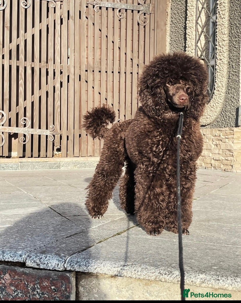 Cavapoo dogs 🐩 Stunning Chocolate mini KC Poodle – Lorde– 🐩 - Advert 5